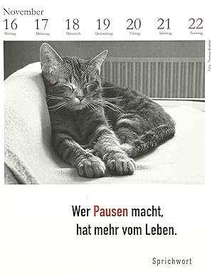 der literarische katzenkalender 2026 schoeffling november